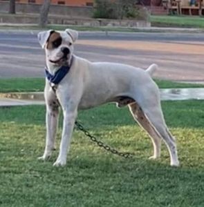 Meet your Posher, Carmelo